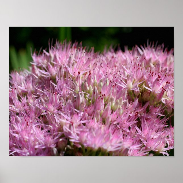 Póster Se acercan las flores de otoño de seda rosa (Frente)