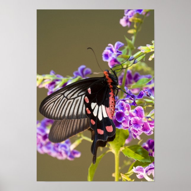 Póster SE Asia, Tailandia, Doi Inthanon, Papilio (Frente)