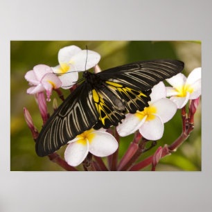 Póster SE Asia, Tailandia, Khon Kaen, The Golden