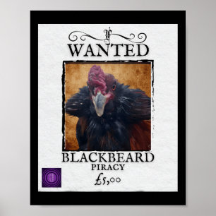 Póster Se busca pollo Blackbeard divertido cartel de pira