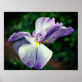 Póster Se despliega la flor iris púrpura japonesa