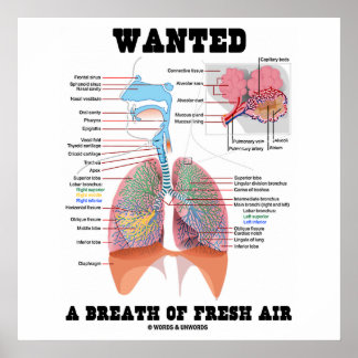 Póster Se Quiere Respirar Aire Fresco (Sistema Respirator