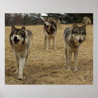 Póster ¡Se viene el problema del lobo!