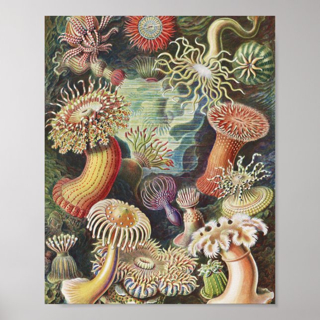 Póster Sea Anemones, Actiniae Seeanemonen Ernst Haeckel (Frente)