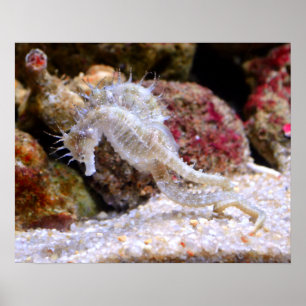 Póster Seahorses