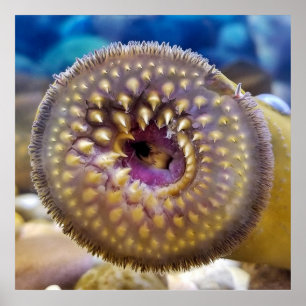 Póster Sea Lamprey Mouth