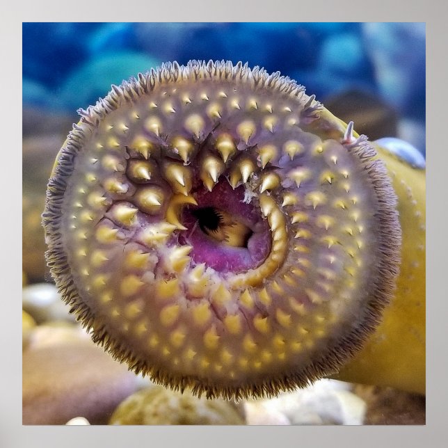 Póster Sea Lamprey Mouth (Frente)