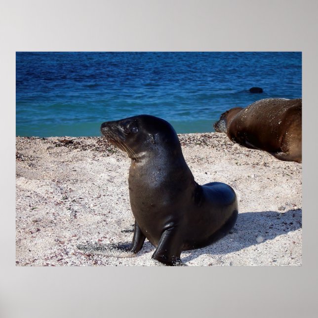 Póster Sea Lion Pup (Frente)