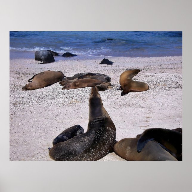 Póster Sea Lion Yogo (Frente)