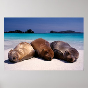 Póster Sea Lions Sleeping On Beach Ecuador