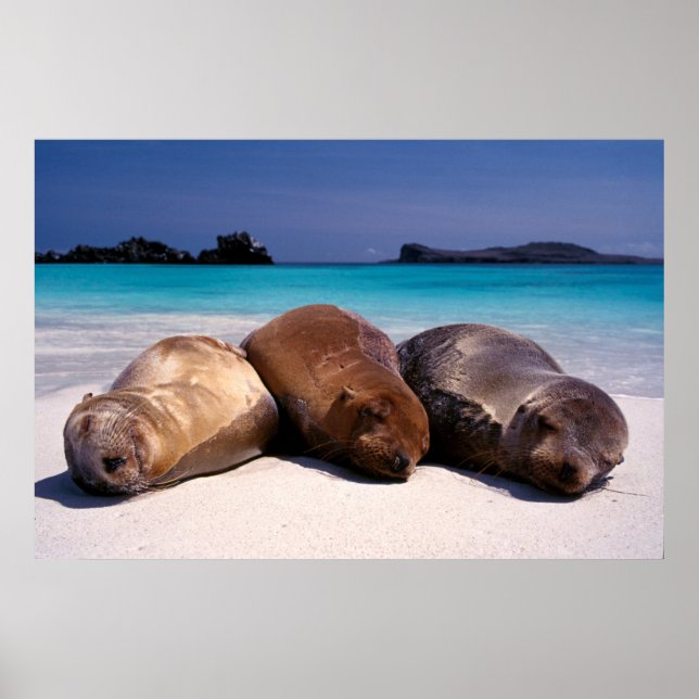 Póster Sea Lions Sleeping On Beach | Ecuador (Frente)