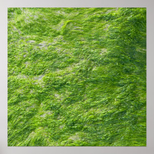 Póster Sea Moss Green Nature Escenario Náutico Costero Ho