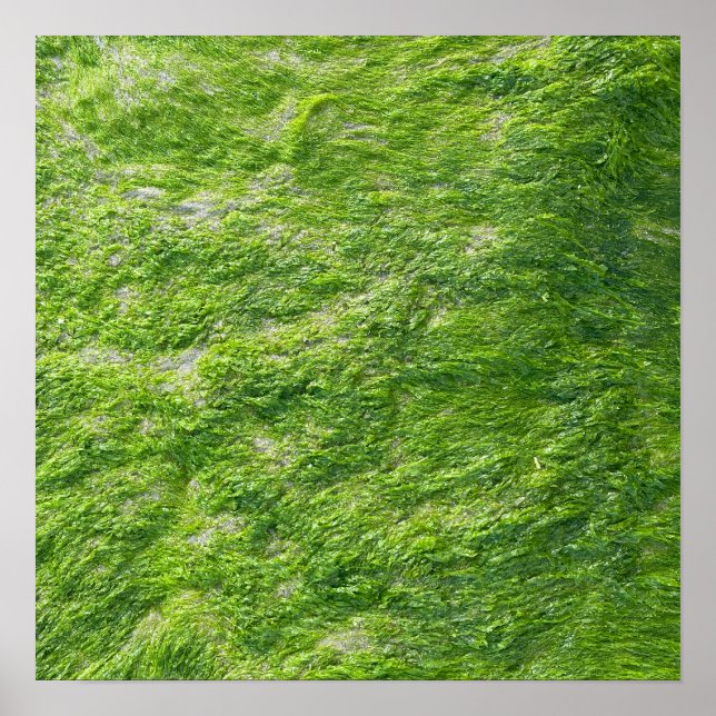 Póster Sea Moss Green Nature Escenario Náutico Costero Ho (Frente)