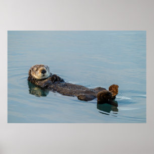 Póster Sea otter floating on back in ocean