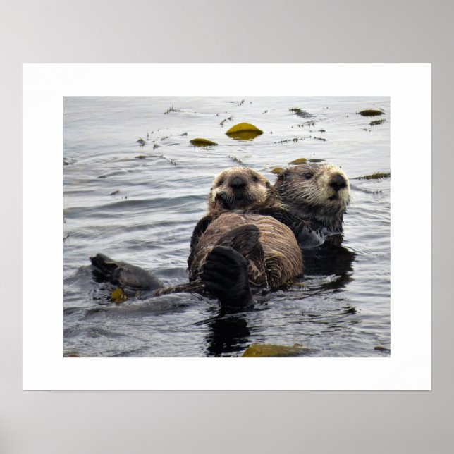 Póster Sea Otter Mom and Pup (Frente)