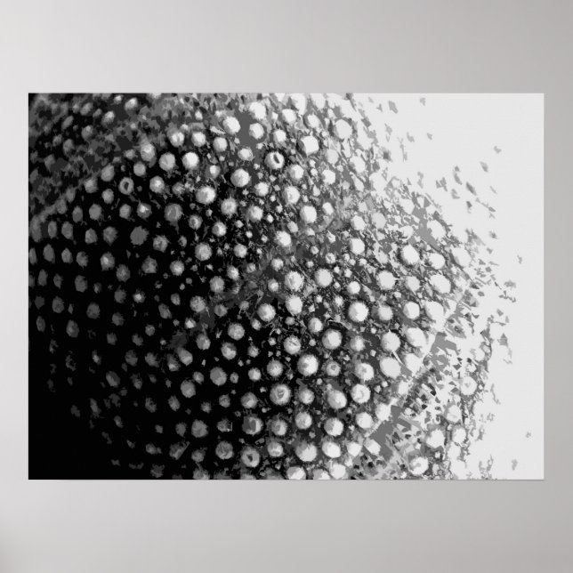 PÓSTER SEA-SHELL 4 (Frente)
