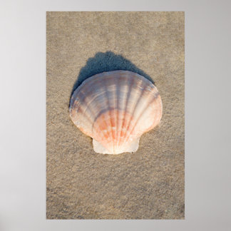Póster Sea Shell Laying On Sandy Beach