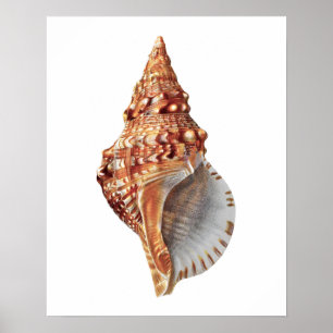 Póster Sea Shell no. 3 Beach Decor Print.