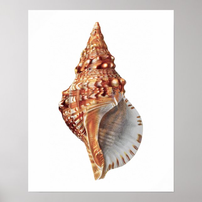 Póster Sea Shell no. 3 Beach Decor Print. (Frente)