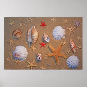 Póster Sea Shells And Starfish Arranged On Sand