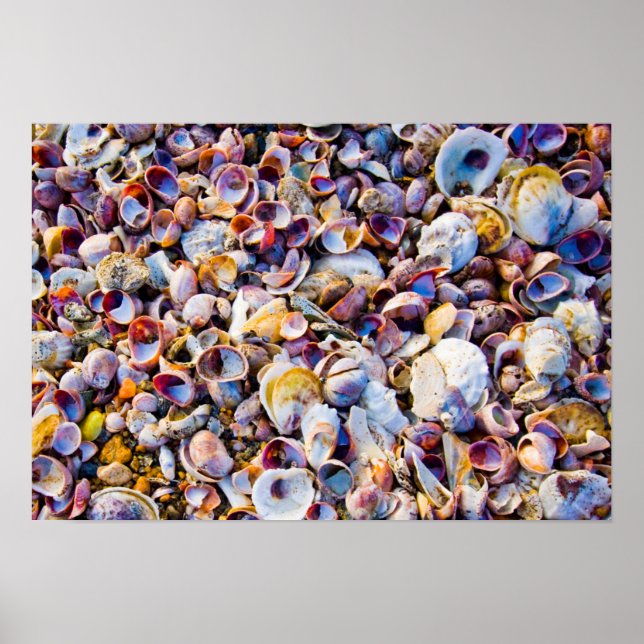 Póster Sea Shells By The Sea Shore (Frente)