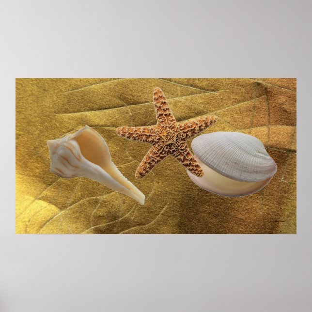 Póster Sea Shells Poster (Frente)