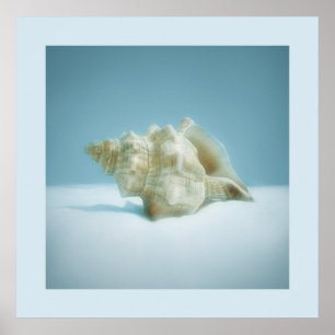 Póster Sea Snail - poster