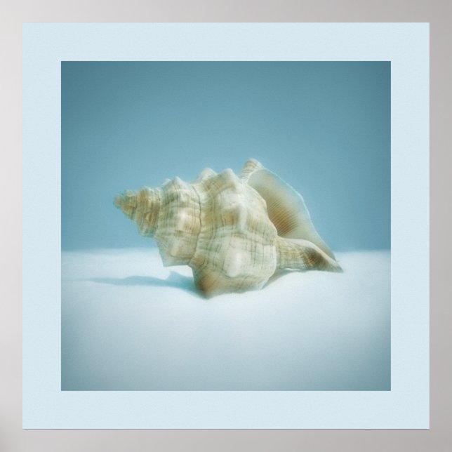 Póster Sea Snail - poster (Frente)