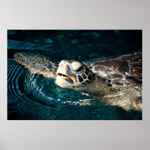 Póster Sea Turtle