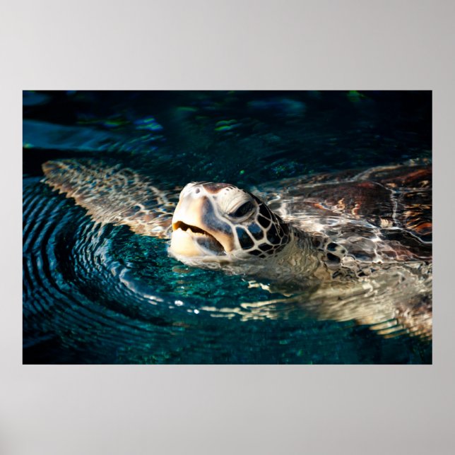 Póster Sea Turtle (Frente)