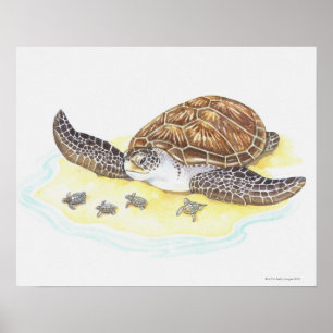 Póster Sea Turtle and Babies