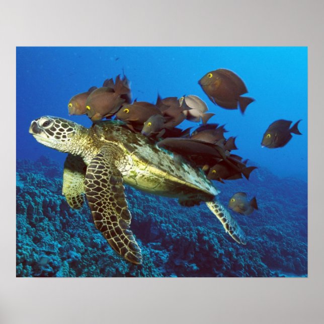 Póster Sea Turtle and Fish Print (Frente)