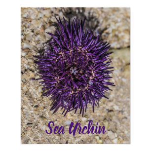 Póster Sea Urchin Ocean Beach Holiday Summer Souvenir