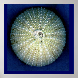 Póster Sea Urchin Wall Poster