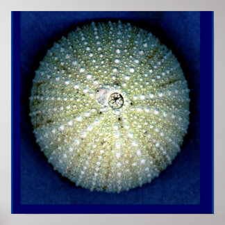 Póster Sea Urchin Wall Poster