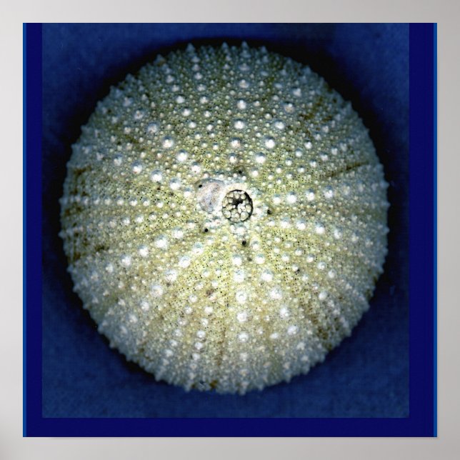 Póster Sea Urchin Wall Poster (Frente)
