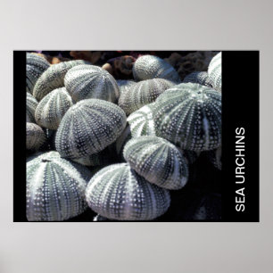 PÓSTER SEA URCHINS