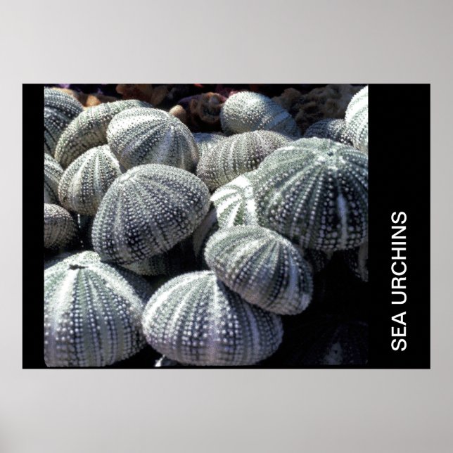 PÓSTER SEA URCHINS (Frente)