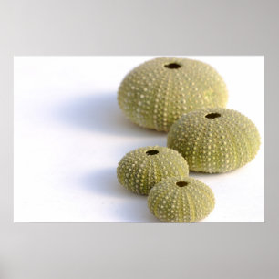Póster Sea urchins poster