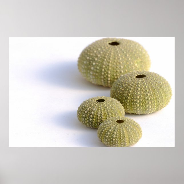 Póster Sea urchins poster (Frente)