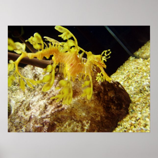 Póster seadragón (Frente)