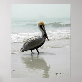 Póster SeaFog Pelican Poster