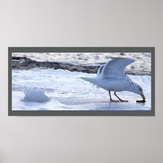 Póster Seagull Eating on Ice Poster (Frente)