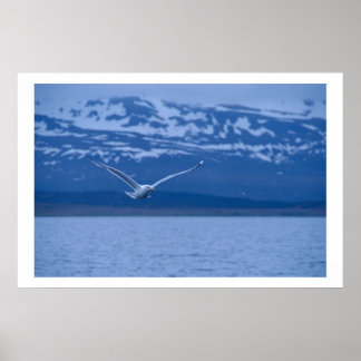 Póster Seagull El Vuelo Noruego Al Poster De La Libertad