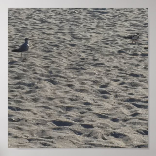 Póster Seagull Poster (Frente)