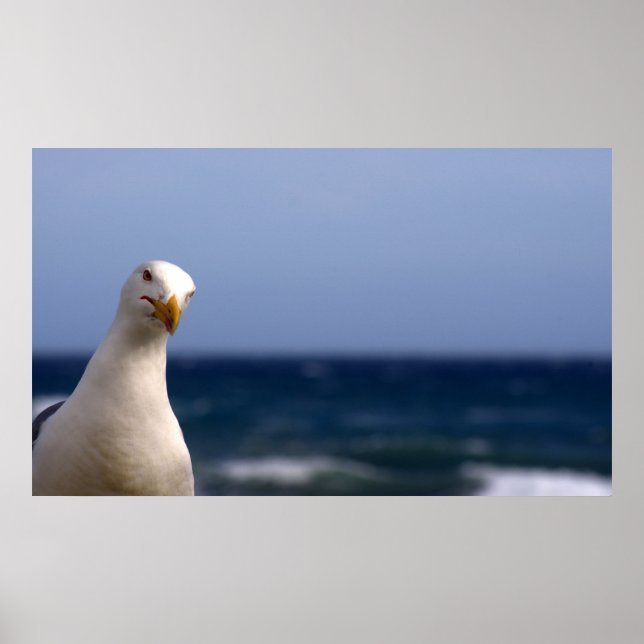 Póster Seagull Poster (Frente)
