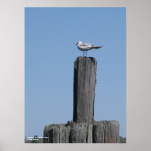 Póster Seagull poster