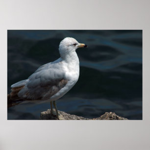Póster Seagull Poster