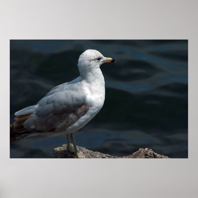 Póster Seagull Poster (Frente)