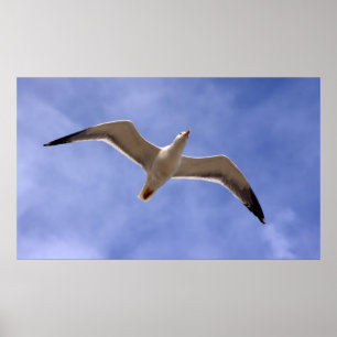 Póster Seagull Poster